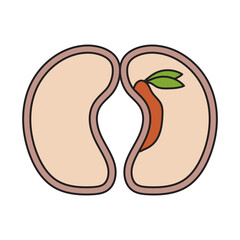 monocot seed illustration