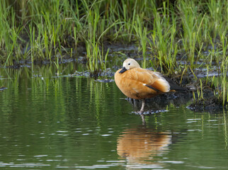 Ruddy goose in the swamp, Ruddy goose female in the pond, goose female, goose in the lake