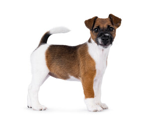 Adorable Smooth Fox Terrier dog pup, standing side ways. Looking towards camera. Isolated on a white background.