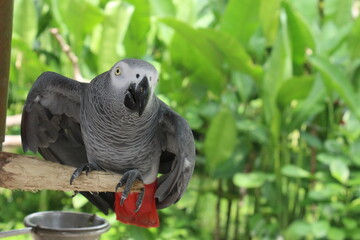 Black and White Parrot