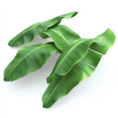 Tropical Banana Leaves Isolated on White Background.