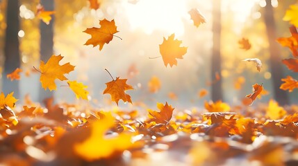 Autumn Leaves Falling in Sunny Forest