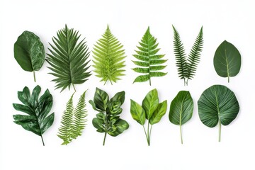 A collection of diverse green leaves arranged horizontally on a white background