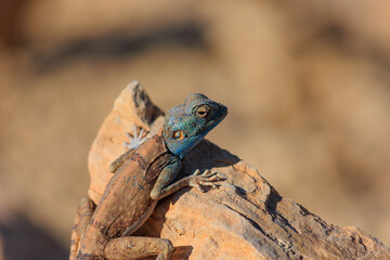 Sinai Agama in its natural habitat, Middle East. Lizard with blue head in Israeli desert. Chilling on a rock under the sun