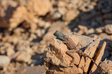 Sinai Agama in its natural habitat, Middle East. Lizard with blue head in Israeli desert. Chilling on a rock under the sun