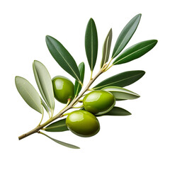 Olive Branch Bounty: Three plump green olives cling to a vibrant branch, their smooth skin and rich color promising the flavors of the Mediterranean.  
