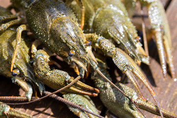 live river crayfish on a wooden table at a picnic