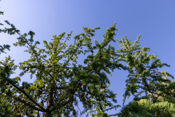 beautiful larch in May in spring