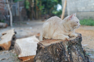 cat sit on the wooden in the garden, soft focus