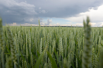 a field with unripe wheat before a thunderstorm © rsooll