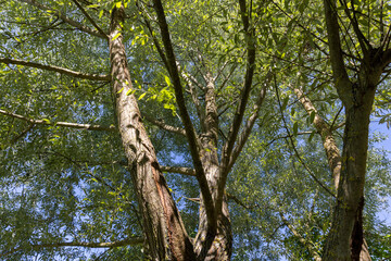 the beautiful foliage of the silver willow in sunny weather