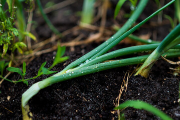 garden work, garden and garden, garden, summer work in the garden, seedlings, land plot, private...