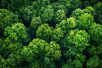 Naklejka premium Green forest and nature, Aerial view of trees in forest in Germany with generative ai