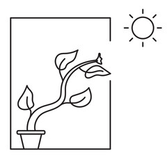 phototropism illustration
