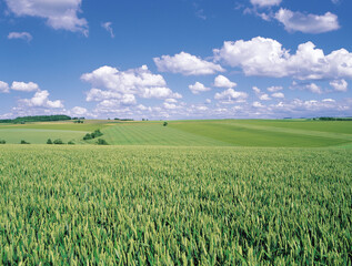 Burgundy, France - June 1, 2006: Summer view of green wheat field with the background of land horizon and cumulus in the sky