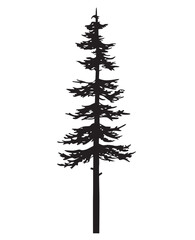 tree pine silhouette vector sketch