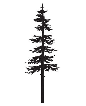 tree pine silhouette vector sketch