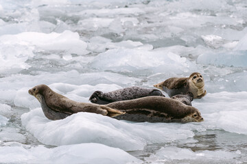 Seals at sawyer glacier at the head of Tracy Arm fjord in Alaska near Juneau during summer 