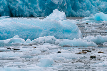 Seals at sawyer glacier at the head of Tracy Arm fjord in Alaska near Juneau during summer 