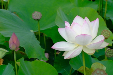pink lotus in full blooming