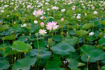 pink lotus in full blooming, Fujiwara-kyo-ato,Nara,Japan