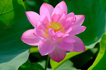 Fototapeta premium pink lotus in full blooming, Fujiwara-kyo-ato,Nara,Japan