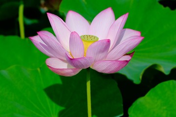 pink lotus in full blooming