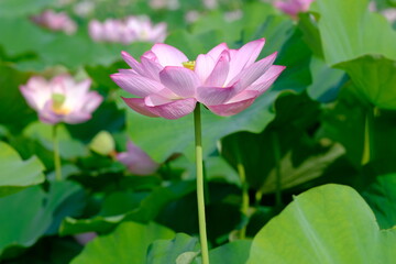 Obraz premium pink lotus in full blooming, Fujiwara-kyo-ato,Nara,Japan