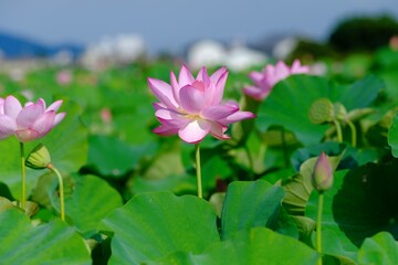 pink lotus in full blooming	