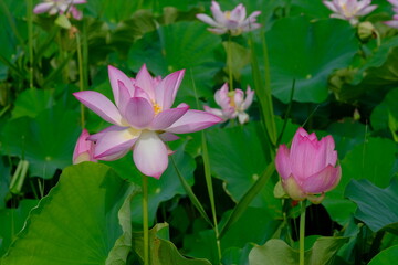 pink lotus in full blooming