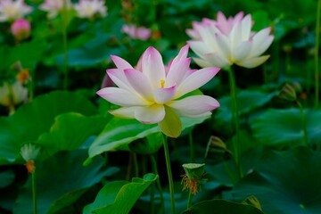 pink lotus in full blooming