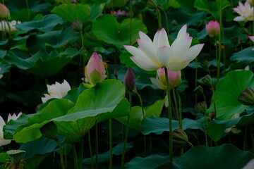pink lotus in full blooming	