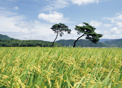 Jinju-si, Gyeongsangnam-do, South Korea - July 10, 2006: Autumnal view of golden rice before harves on rice paddy with the background of two pine trees and blue sky