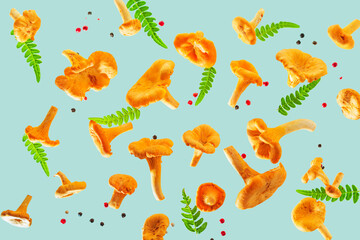 Raw fresh chanterelle mushrooms with fern on blue background.