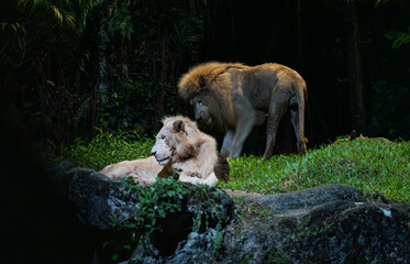lions in the night