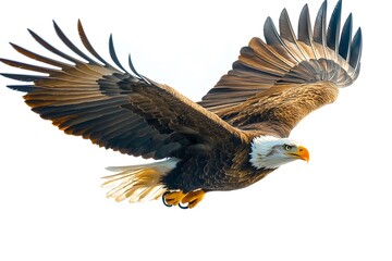 bald eagle in flight on a white background