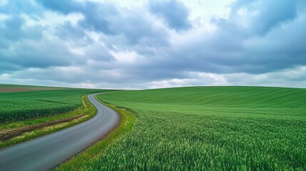 Fototapeta premium green grass outdoor field landscape with roadway