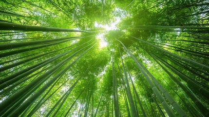 Fototapeta premium Stunning Beautiful Green Bamboo Forest Background: A Serene and Enchanting Natural Scene. Showcasing the Grace and Tranquility of Bamboo Groves.