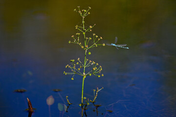 Becher-Azurjungfer, Gemeine Becherjungfer (Enallagma cyathigerum) an Froschlöffel (Alisma...