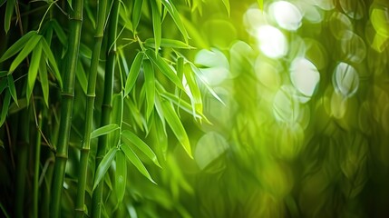 Stunning Beautiful Green Bamboo Forest Background: A Serene and Enchanting Natural Scene. Showcasing the Grace and Tranquility of Bamboo Groves.