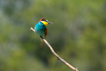 blue bee eater