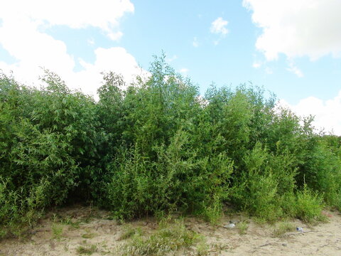 A view from below of the lush Dnieper coastal vegetation against the background of a sunny blue semi-cloudy sky.