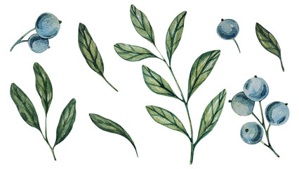 Watercolor blueberry branches, botanical illustration featuring green leaves and berries. Ideal for natural designs, organic products, or decor. Soft, detailed, and realistic artwork