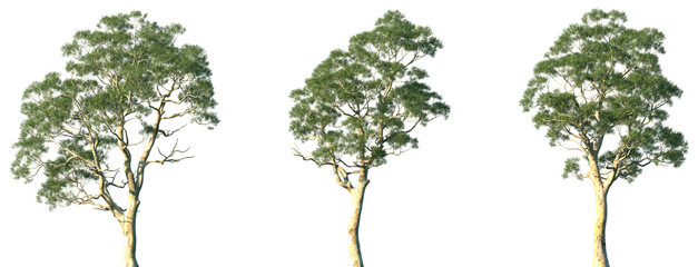 Set of Eucalyptus camaldulensis (commonly known as the river red gum) frontal set trees isolated png in sunny daylight on a transparent background perfectly cutout © Viktoria