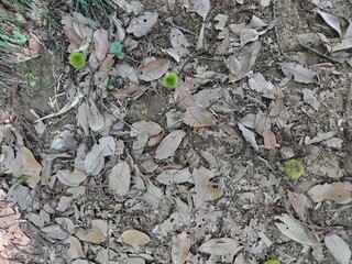 Green chestnut burrs
