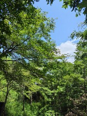 Fototapeta premium Summer mountain landscape with green trees