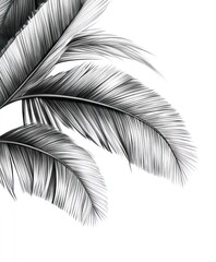 Obraz premium A detailed illustration of palm leaves on a white background.
