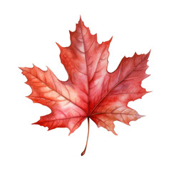 Obraz premium Watercolor Maple Leaf Isolated on a Transparent Background