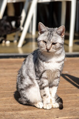 Stray cat standing on the floor