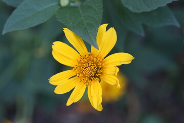 Close-up of a vibrant yellow flower with a blurred green background.